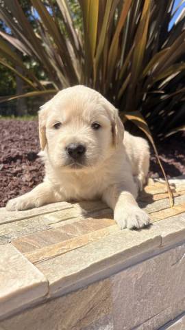 Golden Retriever 