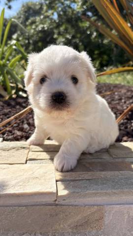 Coton du Tulear