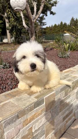 Bailey