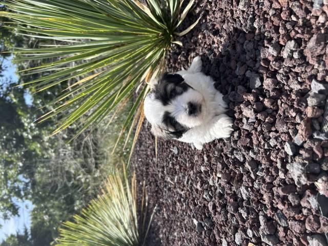 Coton de Tulear