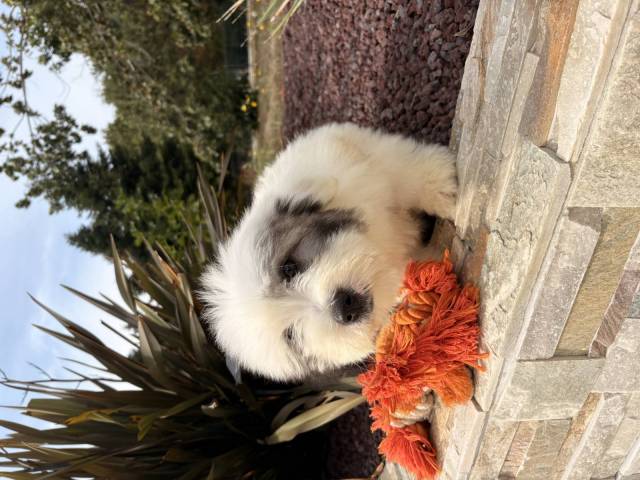 Coton de Tulear