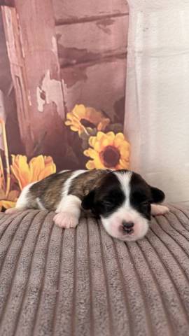 Coton du Tulear