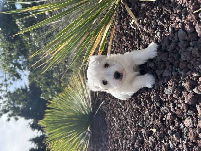 Coton du Tulear