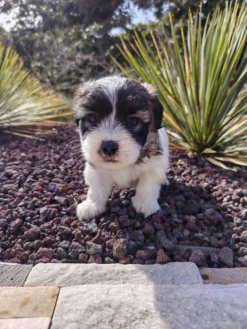 Coton du Tulear