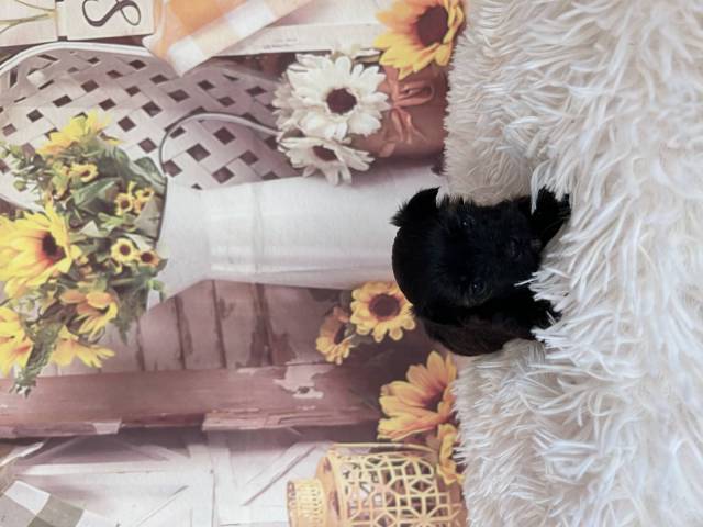 Bichon Havanais