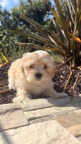 Bichon Havanais