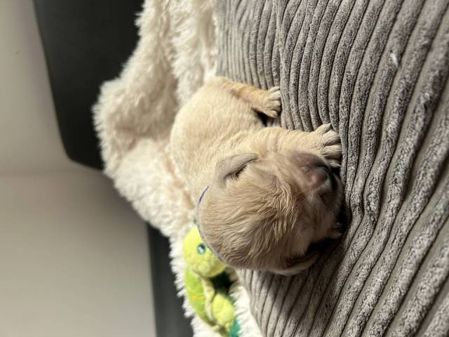 Bailey 