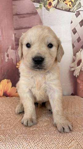 Bailey 