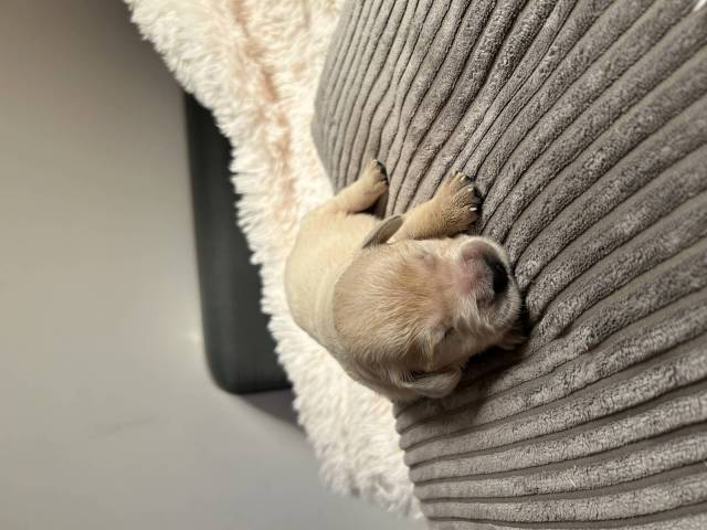 Bolt
