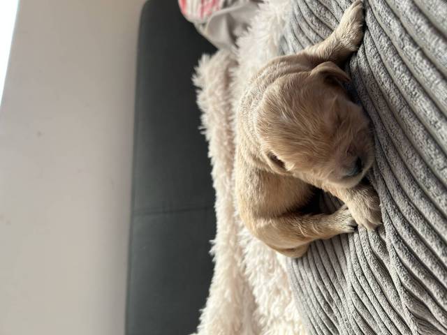 Bonnie