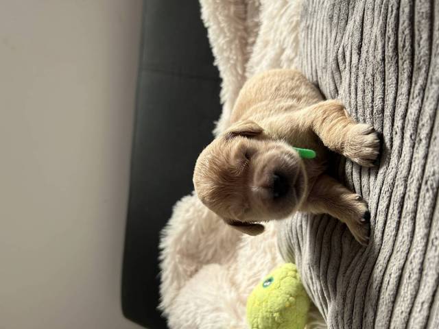 Buddy