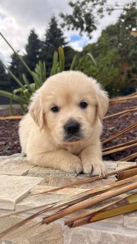 Golden Retriever 