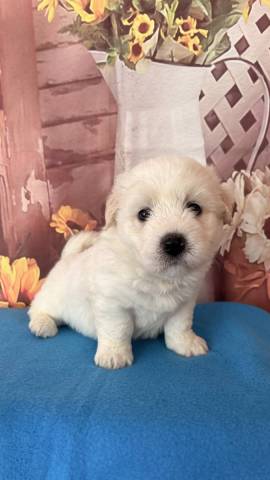 Coton du Tulear