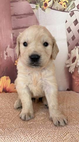 Golden Retriever 