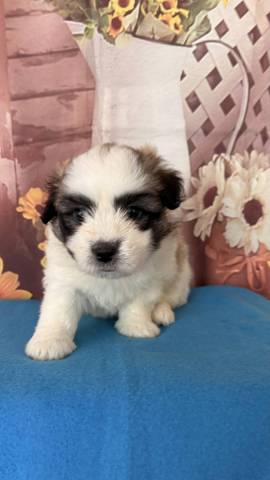 Coton du Tulear