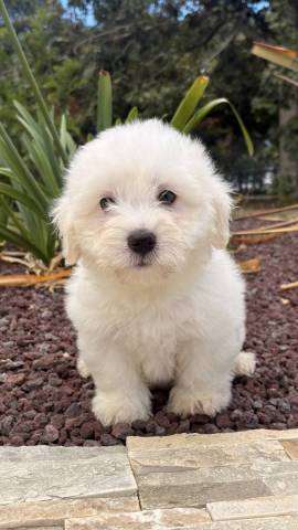 Coton de Tulear