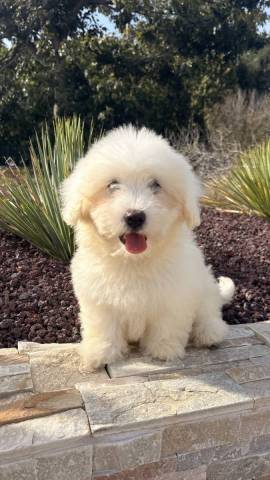 Coton de Tulear