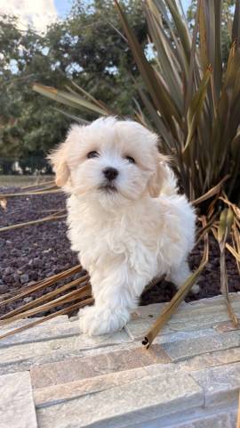 Bichon Havanais