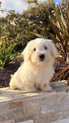 Coton de Tulear