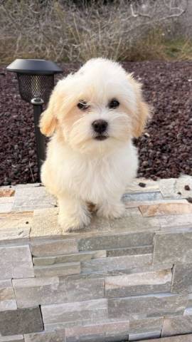 Belka 