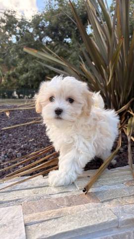 Bimba 