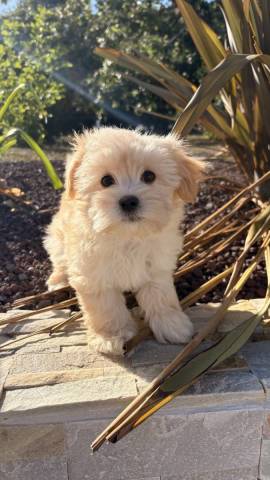 Bichon Havanais