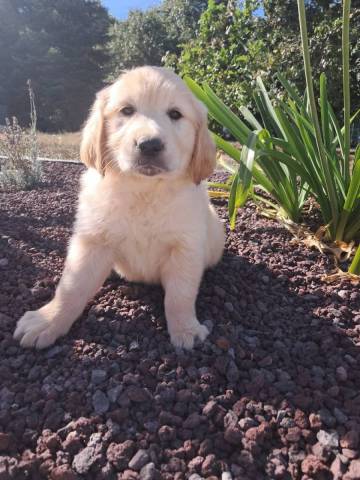 Golden Retriever 
