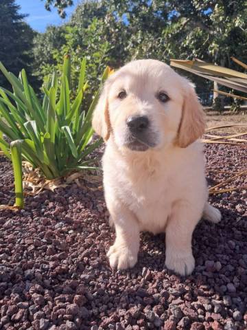 Golden Retriever 
