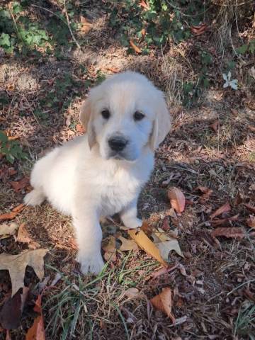 Golden Retriever 