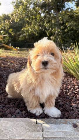 Bichon Havanais