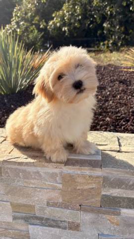 Bichon Havanais