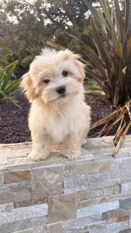 Bichon Havanais