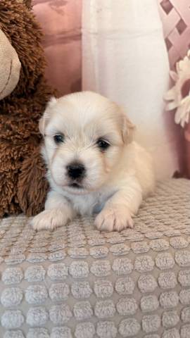 Coton de Tulear