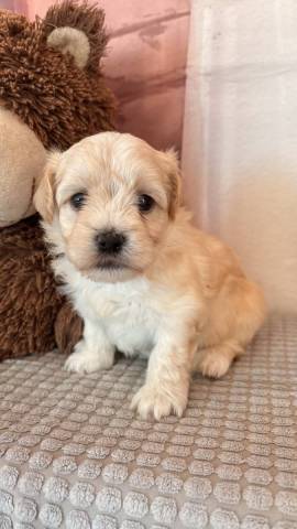 Bichon Havanais