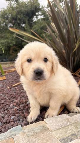 Golden Retriever 