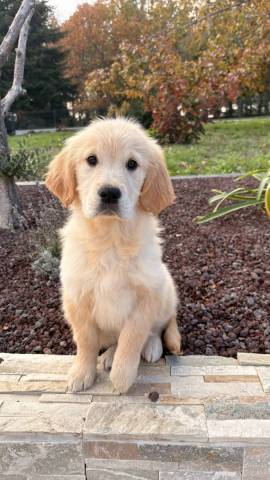 Golden Retriever 