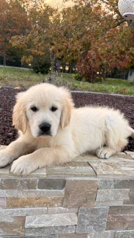 Golden Retriever 