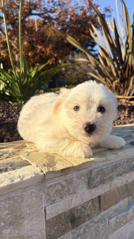 Benji